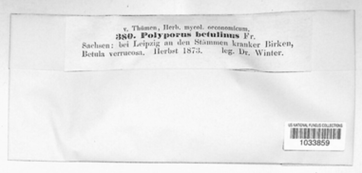 Fomitopsis betulina image